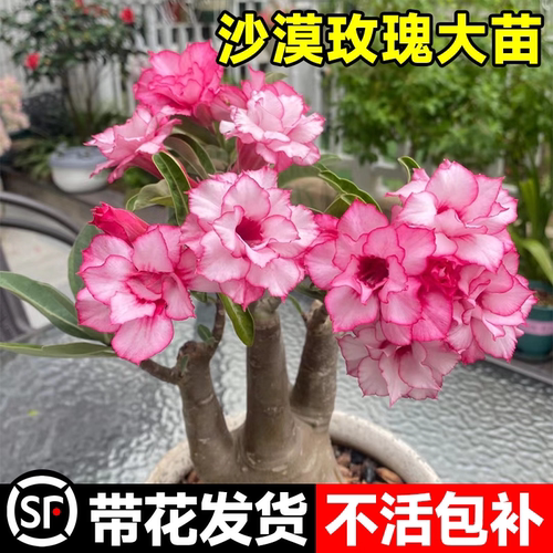 沙漠玫瑰盆栽老桩四季开花重瓣绿