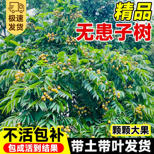 无患子树苗鬼见愁树耐寒庭院南北方种植景观大树基地直发洗手果树