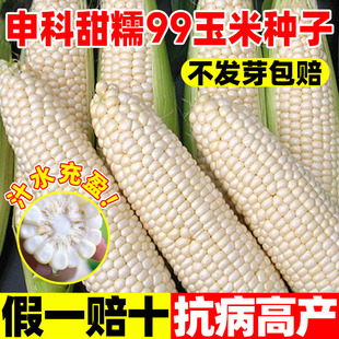 申科甜糯99玉米种籽甜糯白玉米种子四季早熟高产大田水果玉米种孑