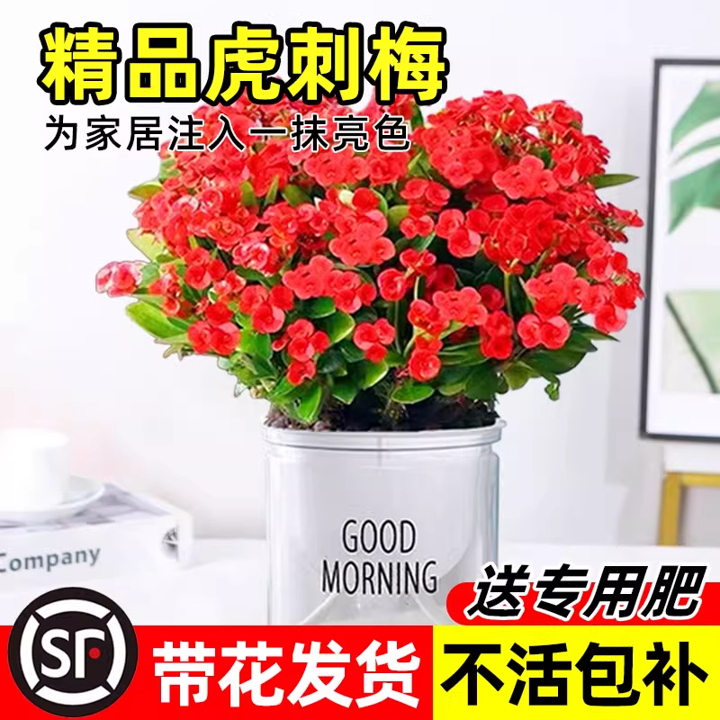 铁海棠虎刺梅盆栽老桩大叶大花阳