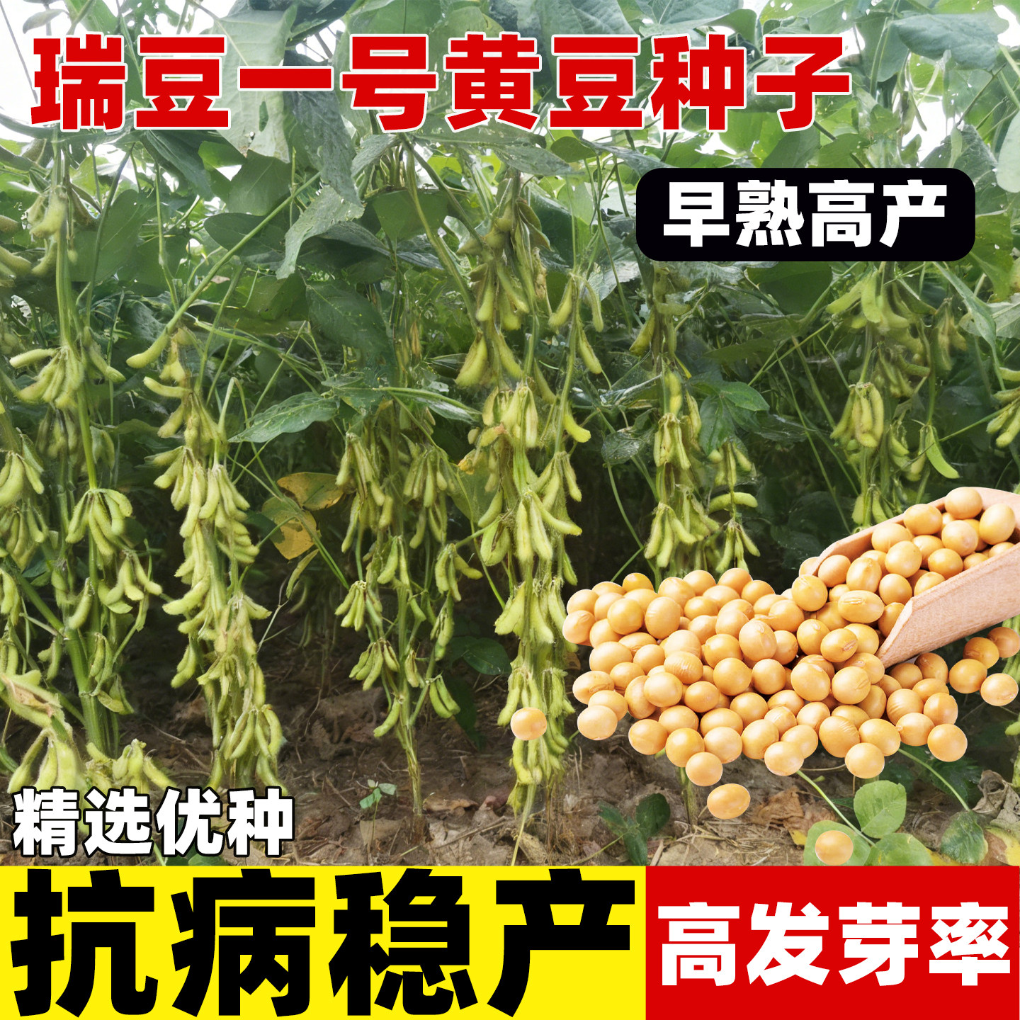 瑞豆1号黄豆种子高产大粒早熟大