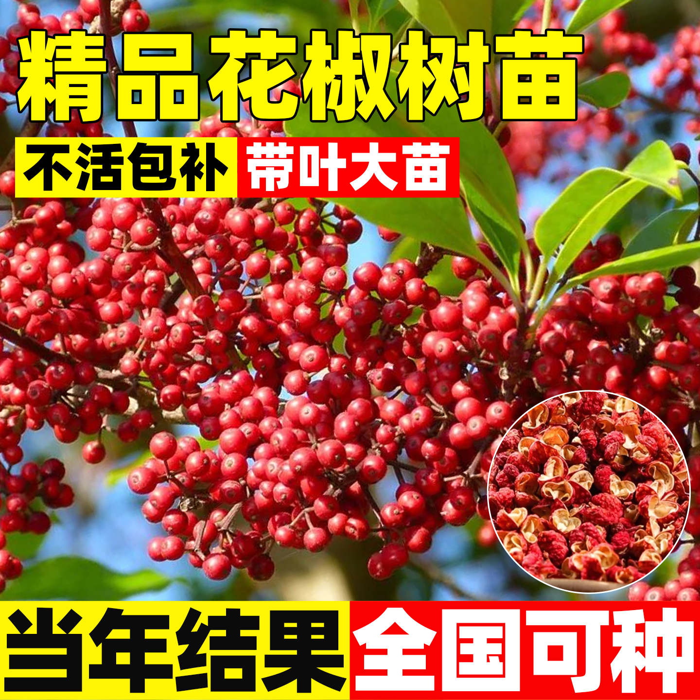 正宗花椒树苗精品汉源藤椒树麻椒