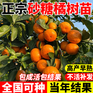 正宗广西砂糖橘树苗沙糖桔子树苗橙子无籽橘子树果苗南方北方种植