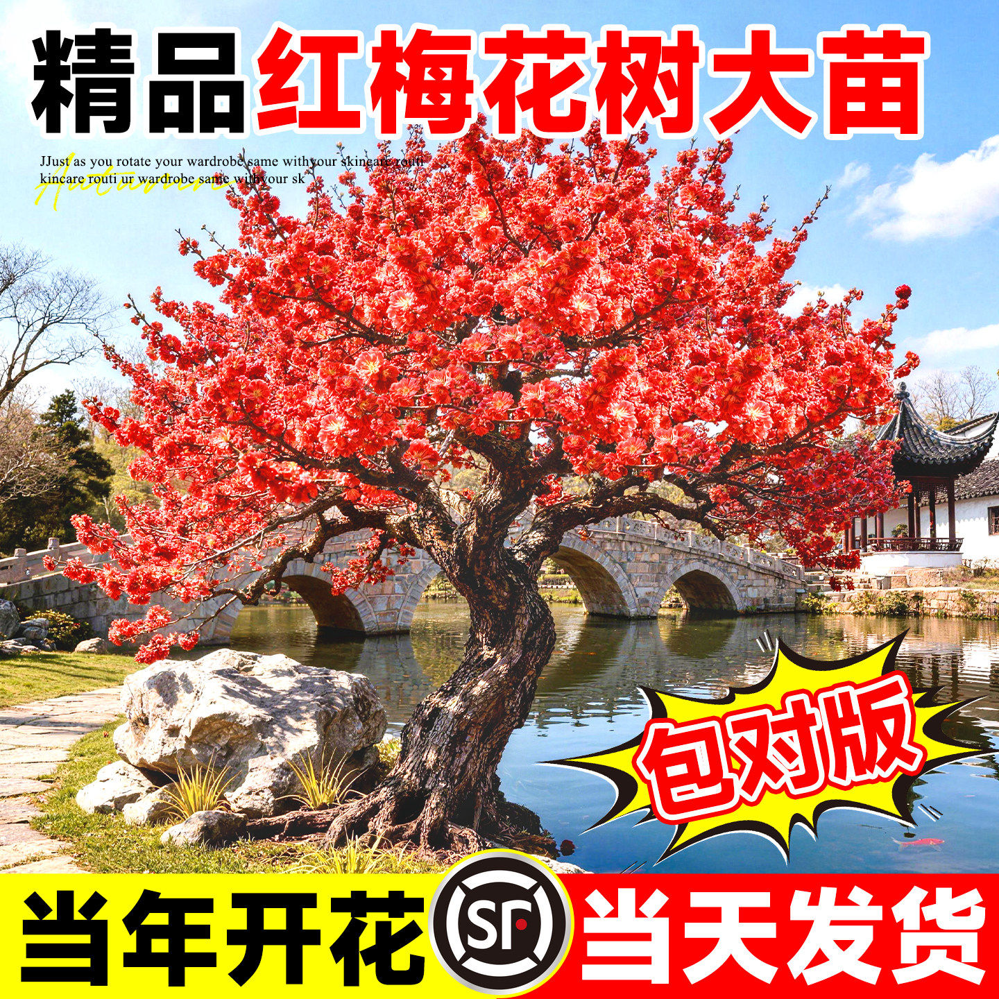 红梅梅花树苗庭院地栽四季花卉植