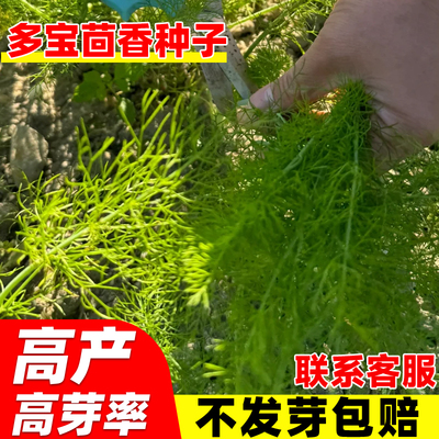 多宝茴香种子大茴香种籽香辛料调