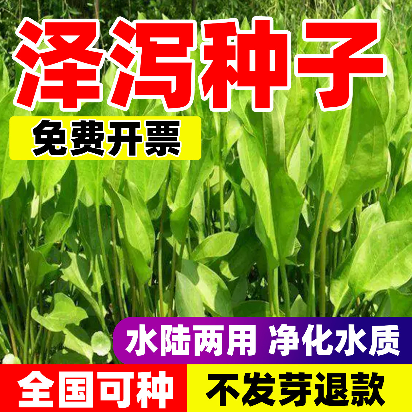 泽泻种子湿地花卉绿化池塘河道中草药种籽净化空气水生植物种孑