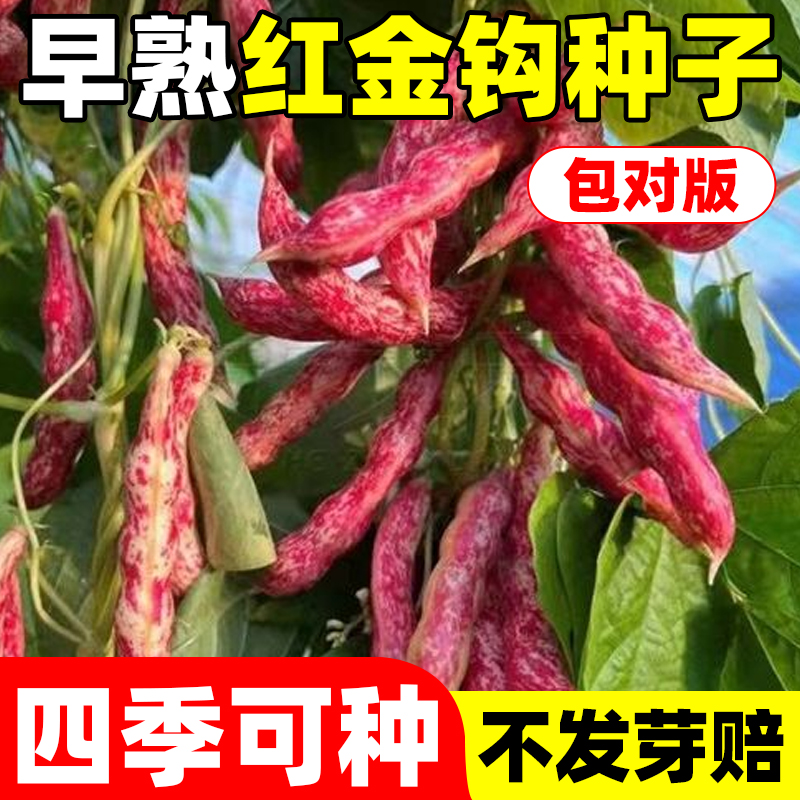 早熟红金钩种子东北蔬菜四季高产