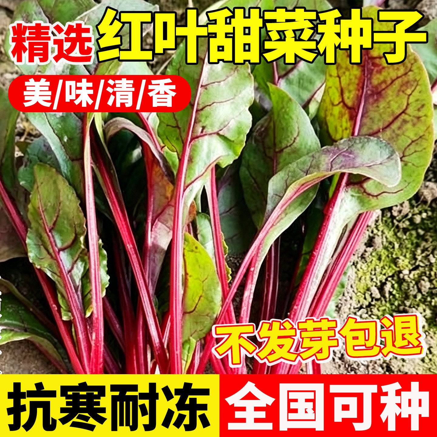 红叶甜菜种子四季播红梗甜菜蔬菜籽菜园阳台盆栽易种红根达菜种子