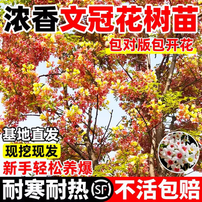 正宗文冠花树苗浓香型耐寒