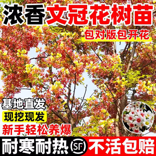 正宗文冠花树苗浓香型耐寒