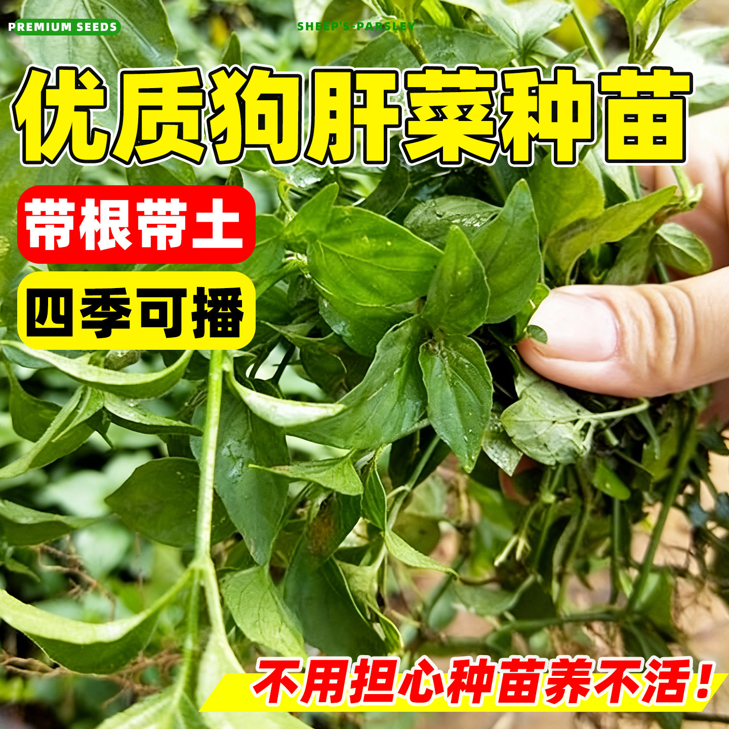 乌面草种植苗新鲜狗肝菜九头狮子草广西野红蓝青蛇仔路边青猪肝菜