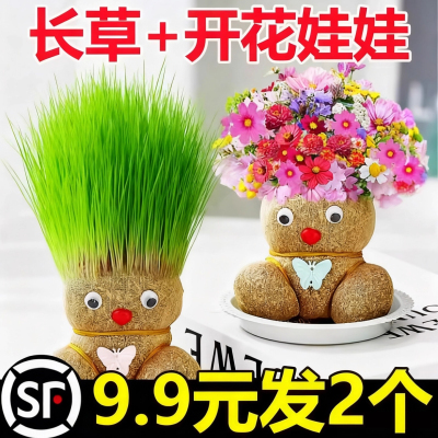 草头娃娃头上长草人小盆栽种植浇