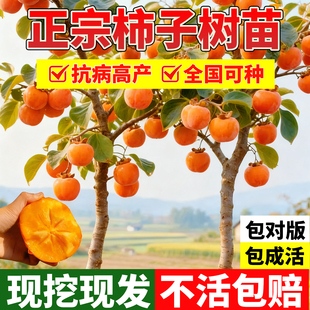 柿子树果苗脆甜水果盆栽庭院特大号耐寒矮化嫁接老品种南北方种植
