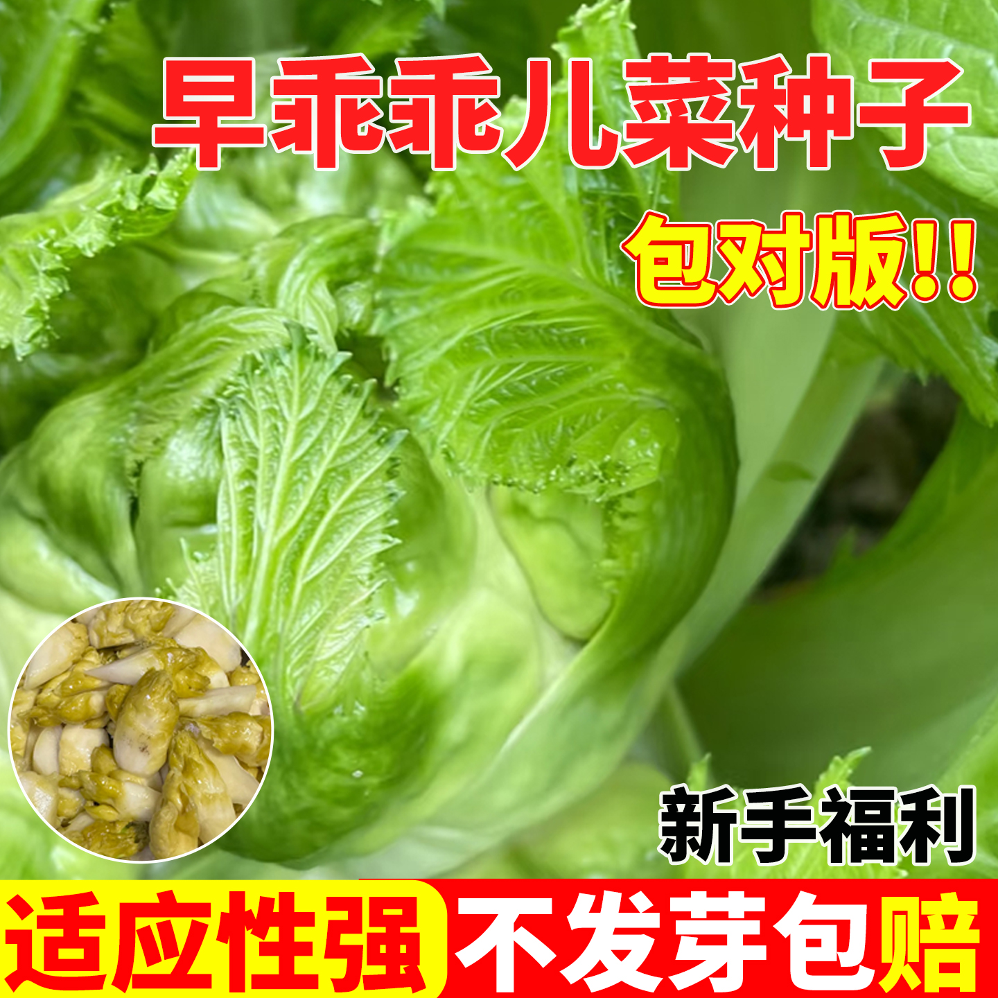 早乖乖儿菜种子脆嫩芥菜抱子芥娃
