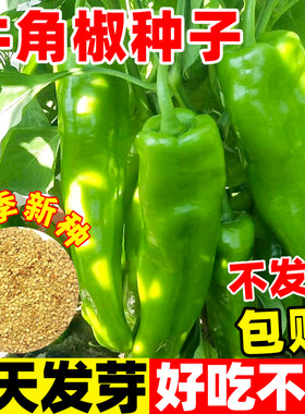 牛角辣椒种子特大高产羊角椒种籽