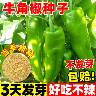 牛角辣椒种子特大羊角椒种籽高产青椒尖椒阳台盆栽秧苗四季蔬菜籽