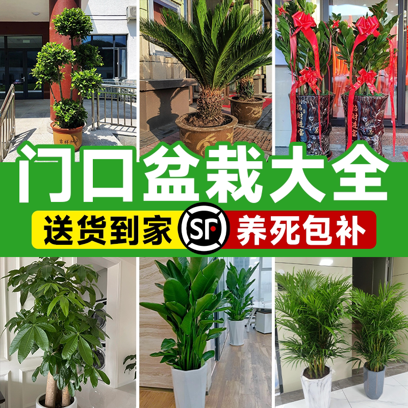 门口盆栽铁树室外金钱树图片