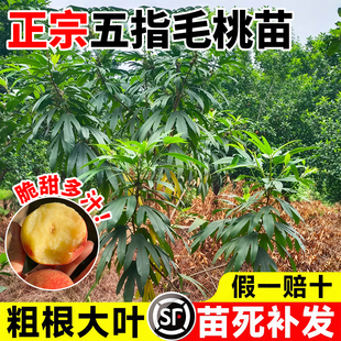 正宗五指毛桃苗中药材种植苗果树果苗南北方四季种植带土发货好养