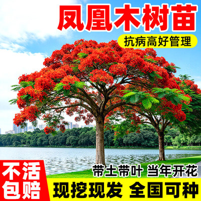 凤凰木树苗红花楹小苗金凤花大