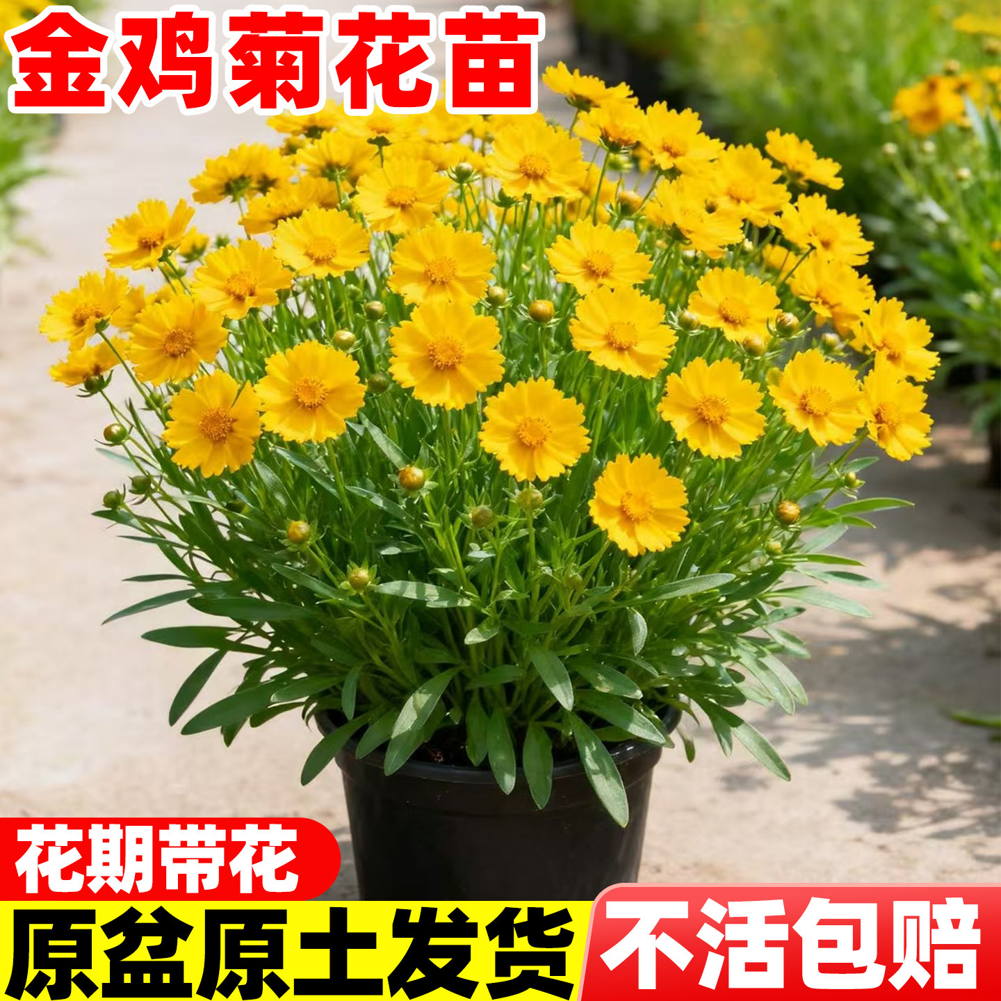 重瓣金鸡菊盆栽耐寒耐热多图片