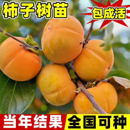 脆甜柿子树苗无核南北方种植特大