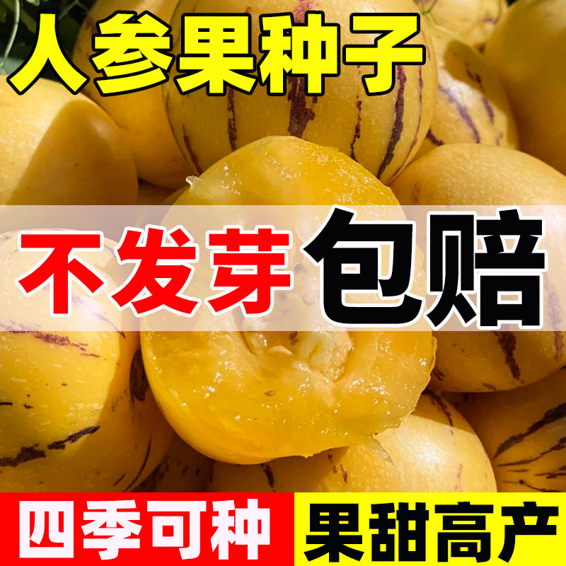 人参果种子黄心人参果四季播种易成活耐旱早熟高产水果种子大全苗