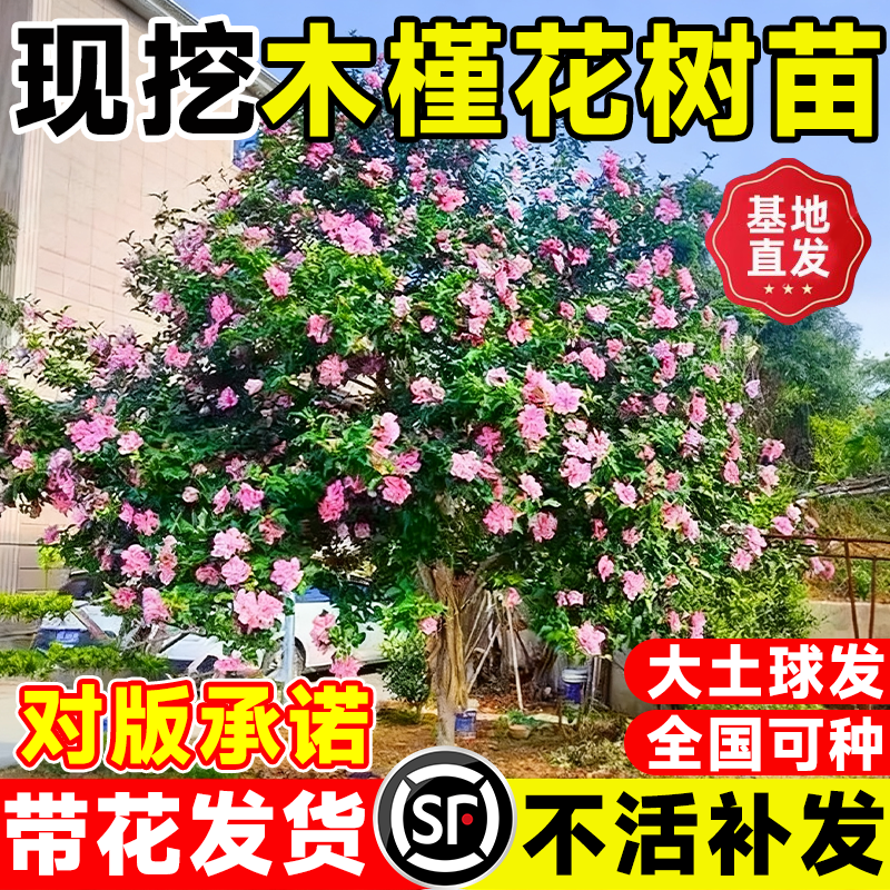 木槿花树苗可食用庭院阳台盆栽耐寒多季开花棒棒糖木槿花大苗好养