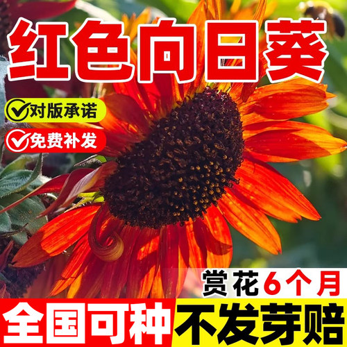 红色向日葵种子种孑观赏葵花籽