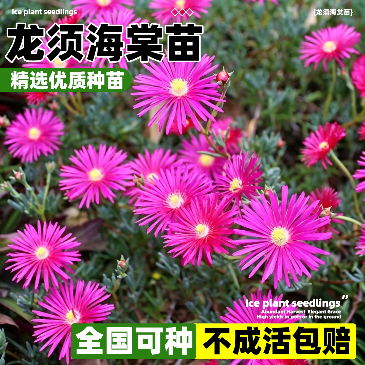 番杏红宝石龙须海棠狐尾枝干松叶菊莫邪菊心梦猫眼石月亮石宝华玉
