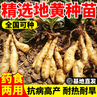 地黄种苗生地苗玄参科地黄新鲜活苗现挖现发地黄根中药种植苗地髓