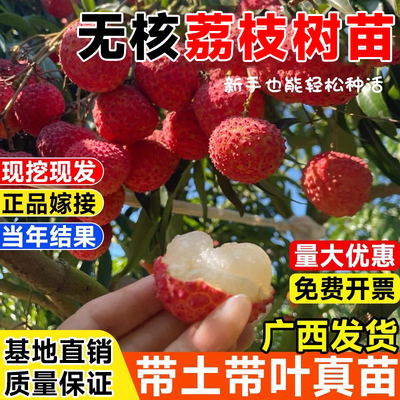 合江荔枝嫁接盆栽地栽南北方