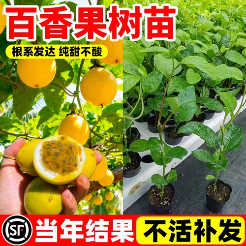 百香果树果苗广西纯甜