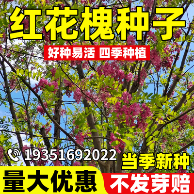 红花槐种子四季种植庭院护坡种子