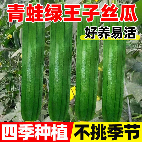 青蛙绿王子丝瓜种子抗病高产肉