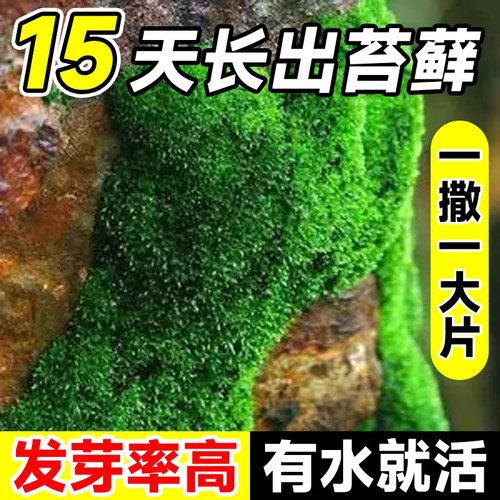 苔藓孢子粉鲜活青苔绿植地毯永