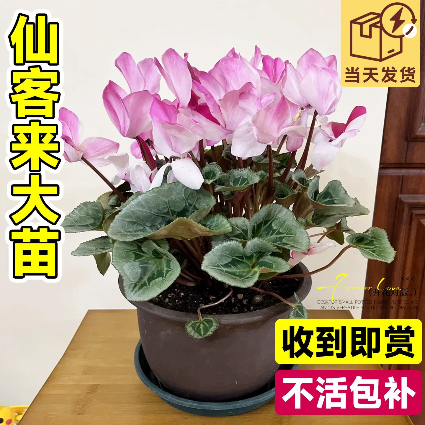 仙客来特大花大苗盆栽带花苞室内花卉重瓣年宵花新品四季观花植物