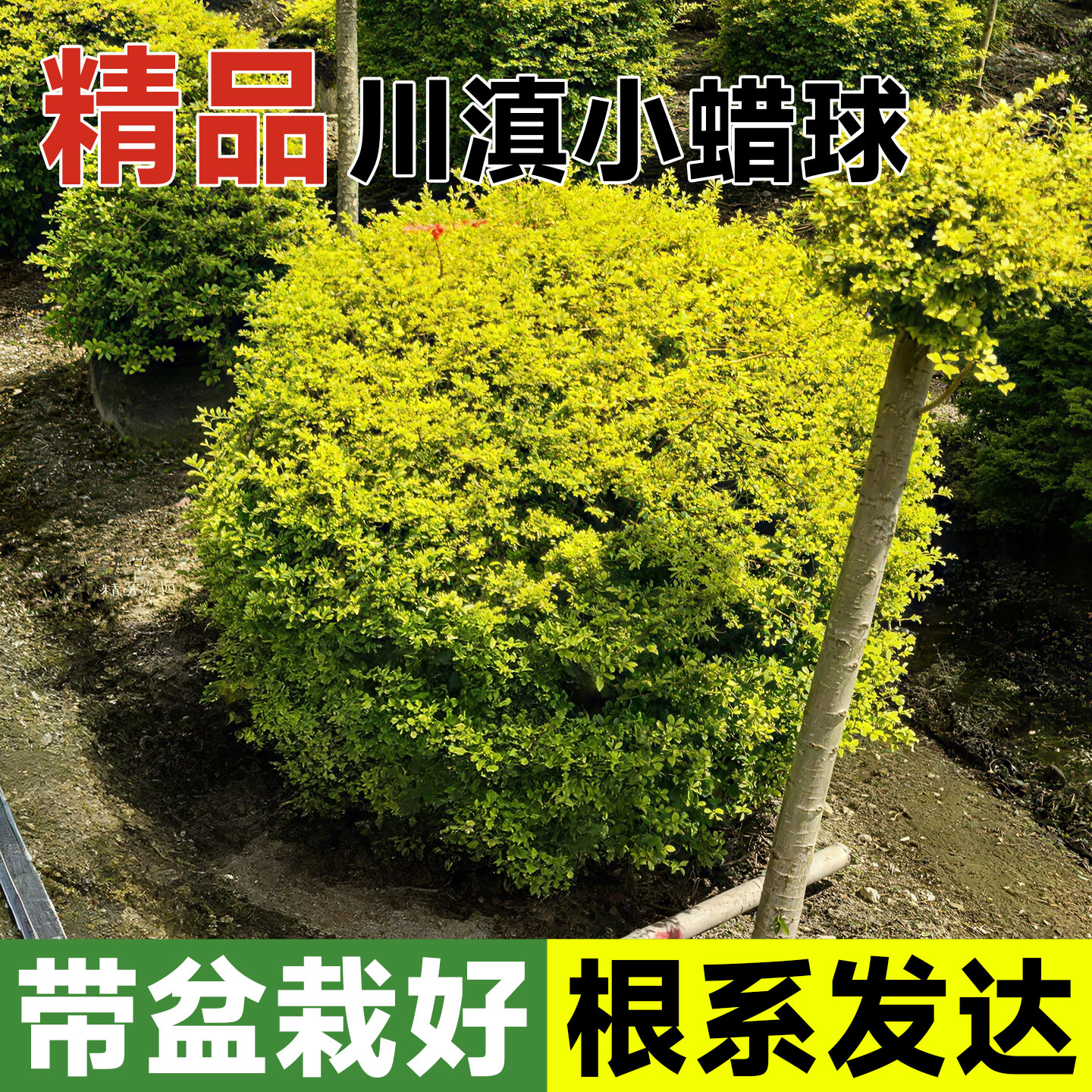 川滇小蜡球棒棒糖树苗球形塔形别墅庭院绿化花镜植物造型四季常青