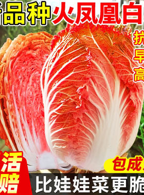 火凤凰大白菜种籽红子阳台