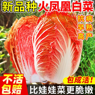 火凤凰大白菜种籽四季红白菜种子阳台盆栽种植奶油黄心菜种孑大全