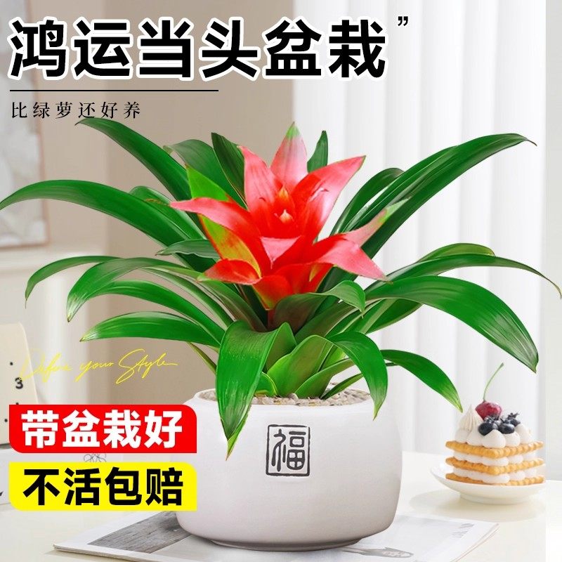 鸿运当头盆栽带花小红星室内客厅旺宅植物办公室桌面绿植花卉好养