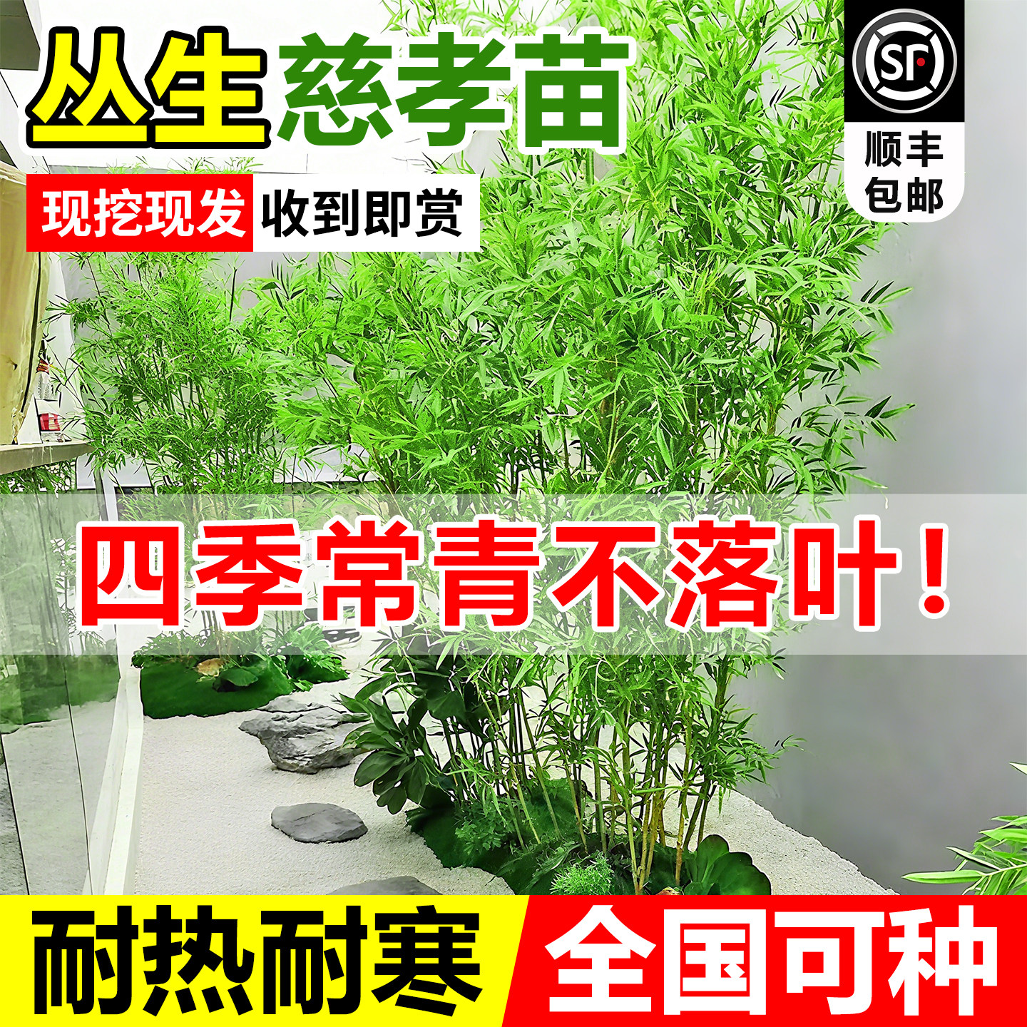 丛生竹子慈孝竹苗盆栽南方耐寒好养植物室内绿植庭院室外观赏米竹
