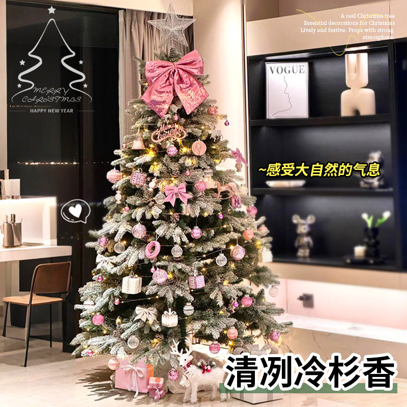 圣诞树真树客厅盆栽挪威云杉树苗