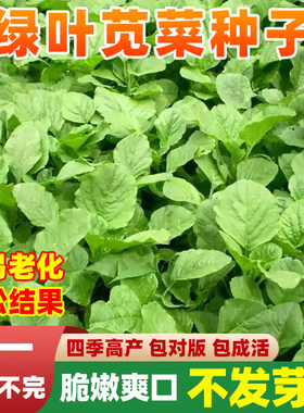 绿叶苋菜种子圆叶红笕菜四季种植