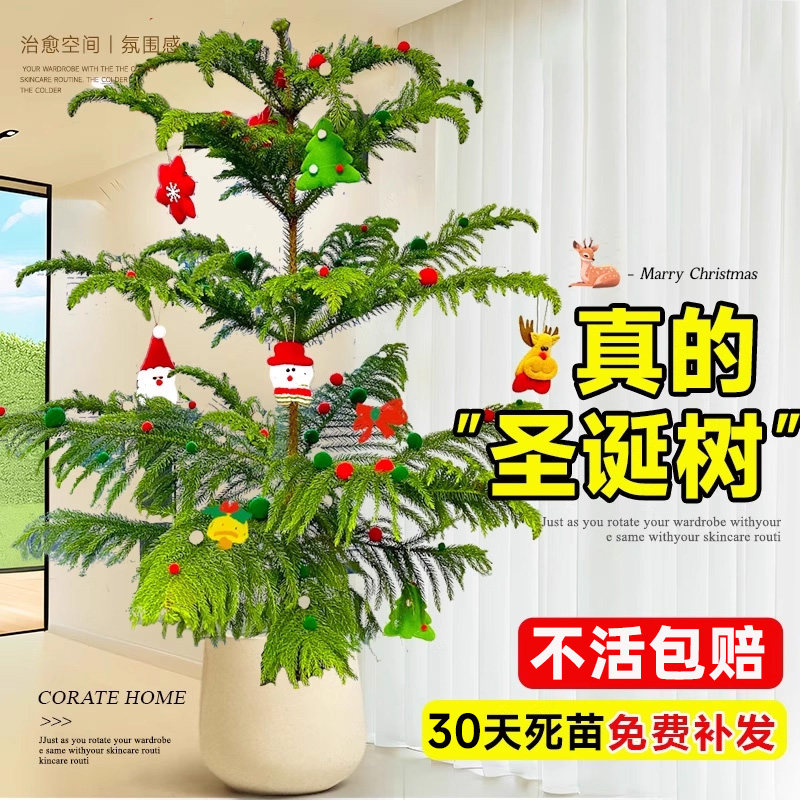 南洋杉盆栽圣诞树盆景客厅室内大