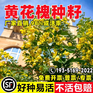 黄花槐种子刺槐护坡固土工程园林绿化灌木黄槐种籽树红花槐种籽子