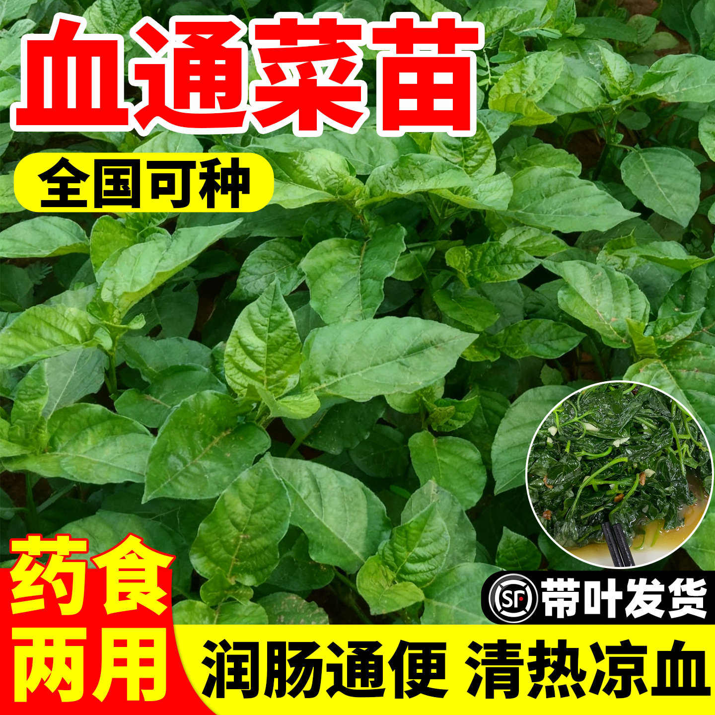血通菜苗绿线叶宽叶十万错铁打草
