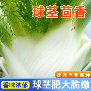 水果球茎茴香种子结球秧苗割茬小茴香籽阳台庭院四季播盆栽菜种子