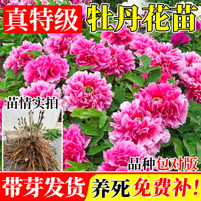 牡丹花苗盆栽大苗洛阳正宗带花苞图片