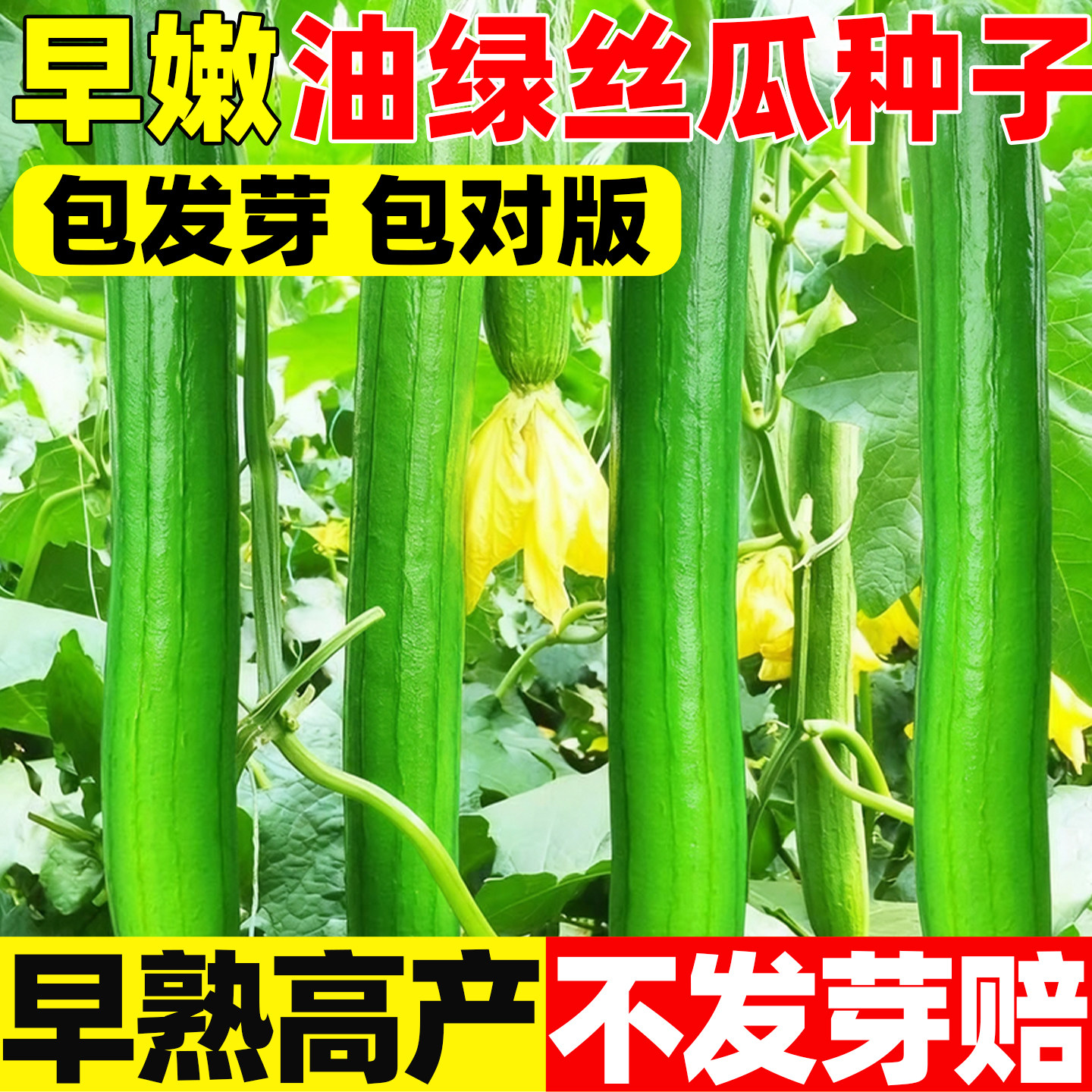 早嫩油绿丝瓜种子四季肉丝瓜香丝瓜种籽大田庭院阳台盆栽蔬菜种子,鲜花速递/花卉仿真/绿植园艺,家庭园艺种子,淘宝优惠券,粉丝福利购,淘宝优惠卷