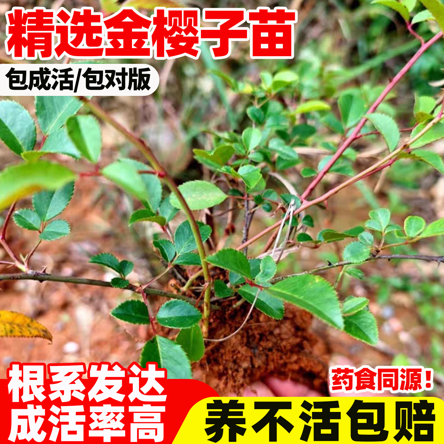 金樱子树苗带刺品种梨有无刺
